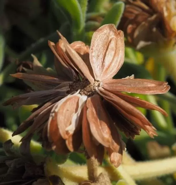 Dimorphotheca pluvialis Glistening white - Margarida do cabo, Margarida da chuva, Profeta do tempo, Margarida africana - Imagem 5