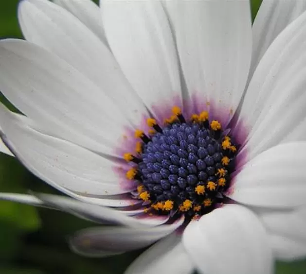 Dimorphotheca pluvialis Glistening white - Margarida do cabo, Margarida da chuva, Profeta do tempo, Margarida africana - Imagem 6
