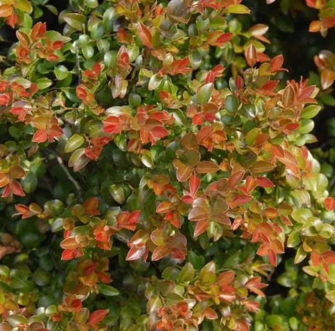 Diospyros vaccinioides - Mini-caqui, Caqui-uva, Small Persimmon, Pequeno Caqui - Imagem 2