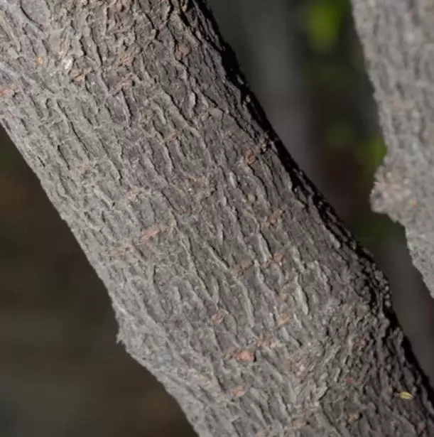 Diospyros vaccinioides - Mini-caqui, Caqui-uva, Small Persimmon, Pequeno Caqui - Imagem 3