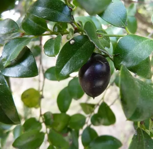 Diospyros vaccinioides - Mini-caqui, Caqui-uva, Small Persimmon, Pequeno Caqui - Imagem 5
