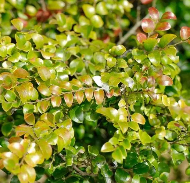 Diospyros vaccinioides - Mini-caqui, Caqui-uva, Small Persimmon, Pequeno Caqui - Imagem 6