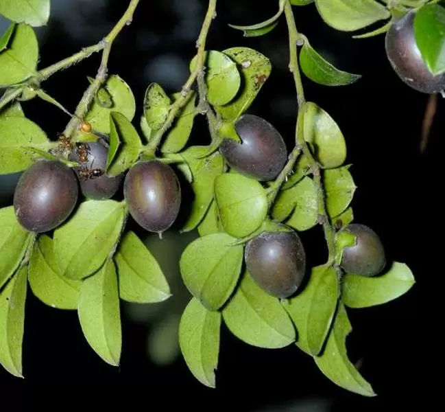 Diospyros vaccinioides - Mini-caqui, Caqui-uva, Small Persimmon, Pequeno Caqui - Imagem 7