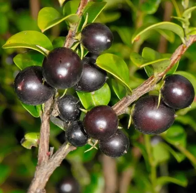 Diospyros vaccinioides - Mini-caqui, Caqui-uva, Small Persimmon, Pequeno Caqui - Imagem 8