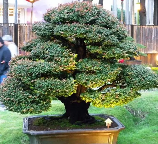 Diospyros vaccinioides - Mini-caqui, Caqui-uva, Small Persimmon, Pequeno Caqui - Imagem 9