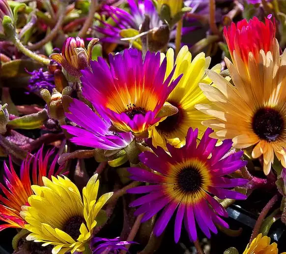 Dorotheanthus bellidiformis mix (Mesembryanthemum criniflorum) - Tapete mágico, Planta gelo, Fábrica de gelo, Magic carpet