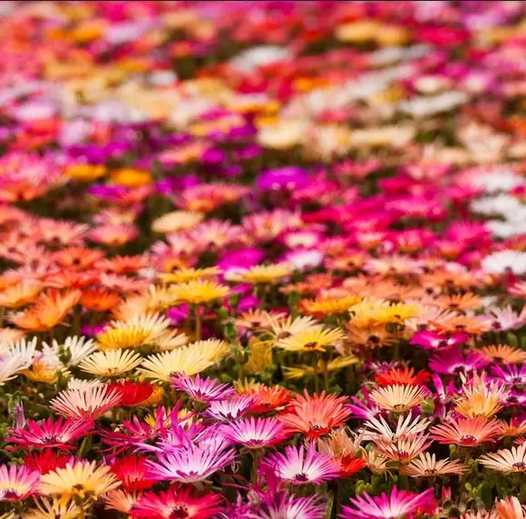 Dorotheanthus bellidiformis mix (Mesembryanthemum criniflorum) - Tapete mágico, Planta gelo, Fábrica de gelo, Magic carpet - Imagem 2