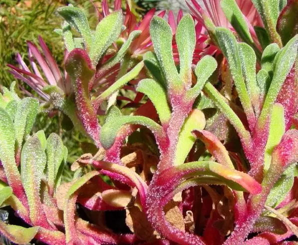 Dorotheanthus bellidiformis mix (Mesembryanthemum criniflorum) - Tapete mágico, Planta gelo, Fábrica de gelo, Magic carpet - Imagem 3