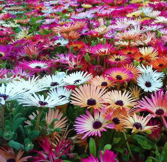 Dorotheanthus bellidiformis mix (Mesembryanthemum criniflorum) - Tapete mágico, Planta gelo, Fábrica de gelo, Magic carpet - Imagem 4