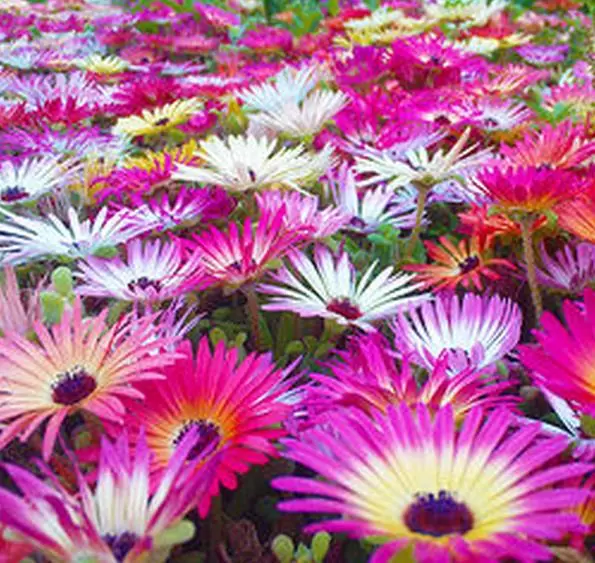Dorotheanthus bellidiformis mix (Mesembryanthemum criniflorum) - Tapete mágico, Planta gelo, Fábrica de gelo, Magic carpet - Imagem 5