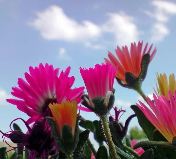 Dorotheanthus bellidiformis mix (Mesembryanthemum criniflorum) - Tapete mágico, Planta gelo, Fábrica de gelo, Magic carpet - Imagem 6