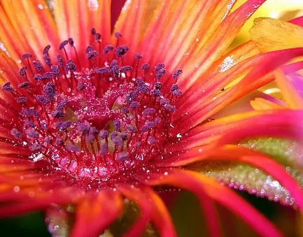 Dorotheanthus bellidiformis mix (Mesembryanthemum criniflorum) - Tapete mágico, Planta gelo, Fábrica de gelo, Magic carpet - Imagem 7
