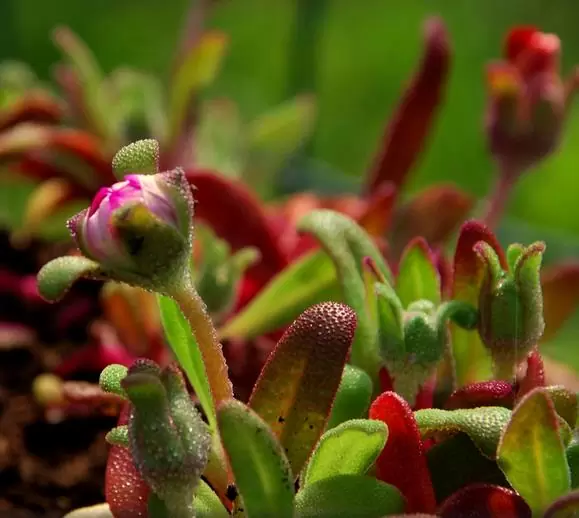 Dorotheanthus bellidiformis mix (Mesembryanthemum criniflorum) - Tapete mágico, Planta gelo, Fábrica de gelo, Magic carpet - Imagem 8