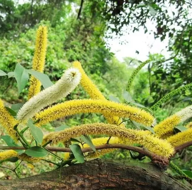 Entada phaseoloides - Trepadeira St. Thomas Bean, Gogo Bean