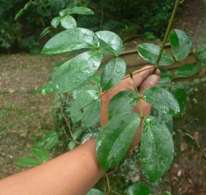 Entada phaseoloides - Trepadeira St. Thomas Bean, Gogo Bean - Imagem 2