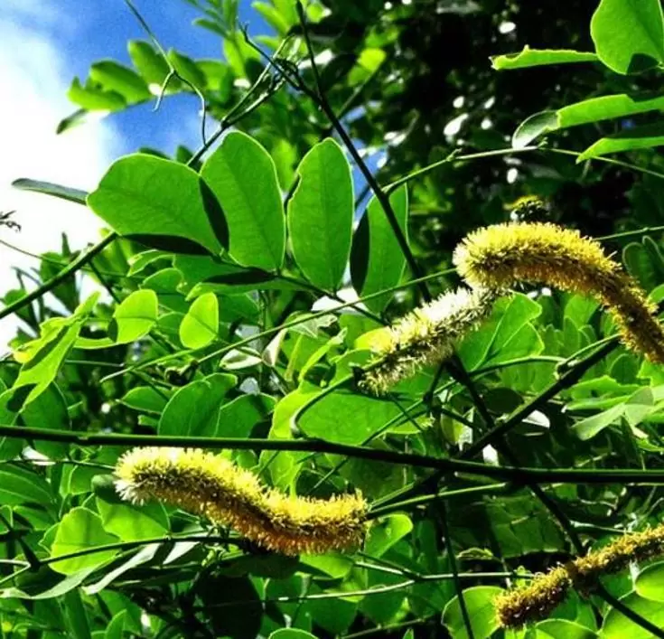 Entada phaseoloides - Trepadeira St. Thomas Bean, Gogo Bean - Imagem 3