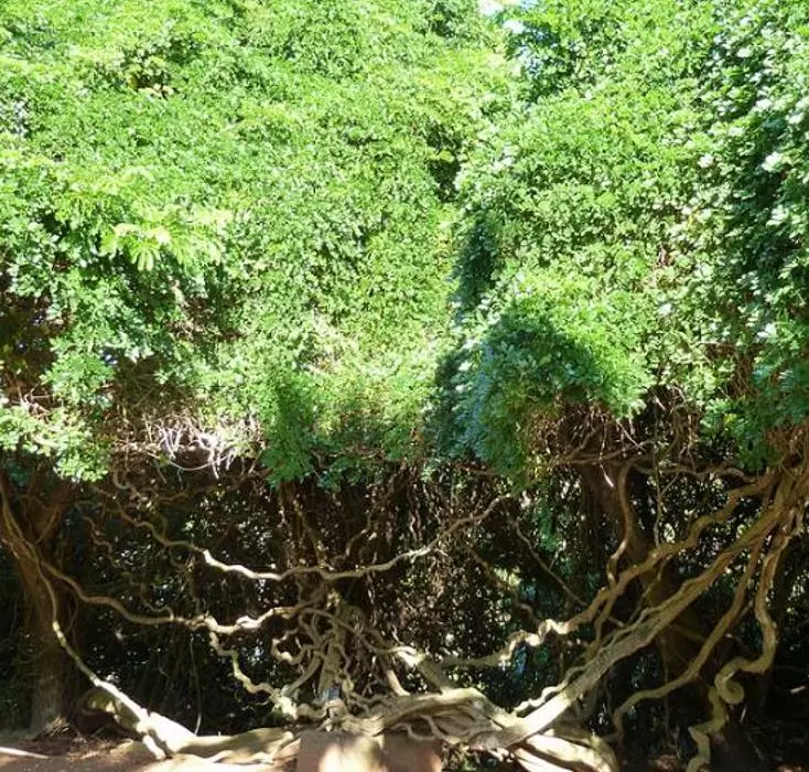 Entada phaseoloides - Trepadeira St. Thomas Bean, Gogo Bean - Imagem 4