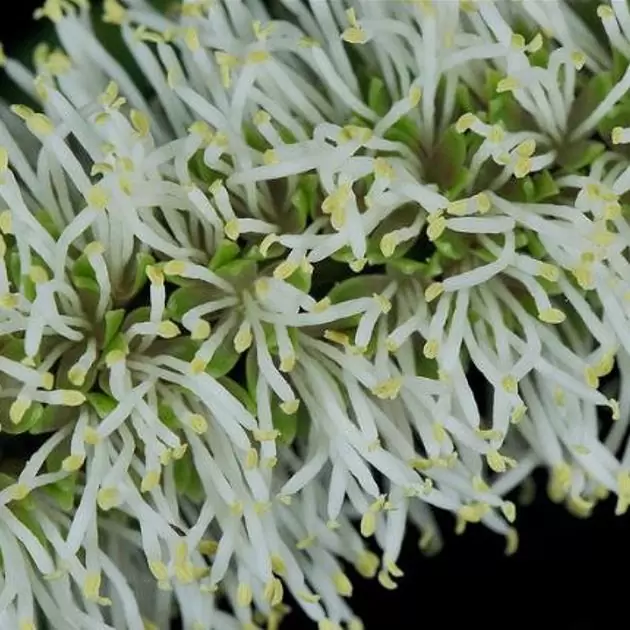 Entada phaseoloides - Trepadeira St. Thomas Bean, Gogo Bean - Imagem 5