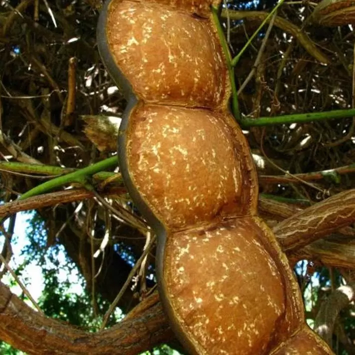 Entada phaseoloides - Trepadeira St. Thomas Bean, Gogo Bean - Imagem 6