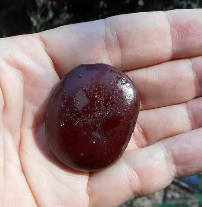 Entada phaseoloides - Trepadeira St. Thomas Bean, Gogo Bean - Imagem 7