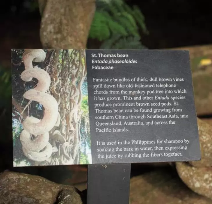 Entada phaseoloides - Trepadeira St. Thomas Bean, Gogo Bean - Imagem 8