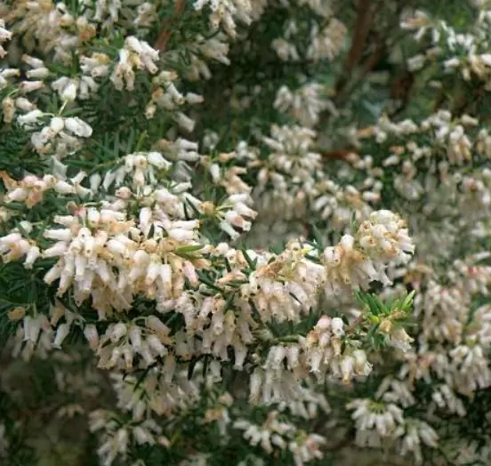 Erica caffra - Erica branca perfumada, Charnecas, Erica perfumada - Imagem 3