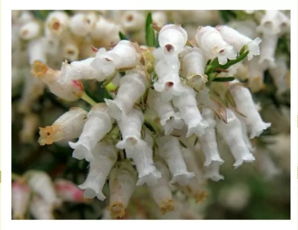 Erica caffra - Erica branca perfumada, Charnecas, Erica perfumada - Imagem 4