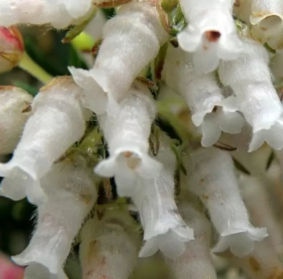 Erica caffra - Erica branca perfumada, Charnecas, Erica perfumada - Imagem 5