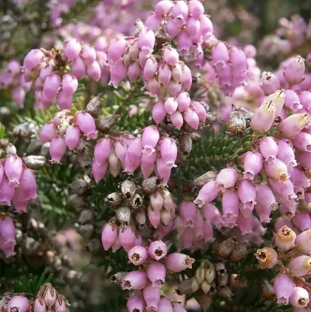 Erica chamissonis - Erica chamissonis, Erica, Erica rosa, Urze, Charneca - Imagem 2