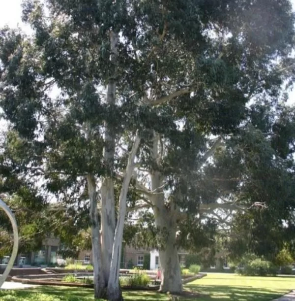 Eucalyptus aggregata - Eucalipto Goma Preta, Black Gum Eucalyptus - Image 4