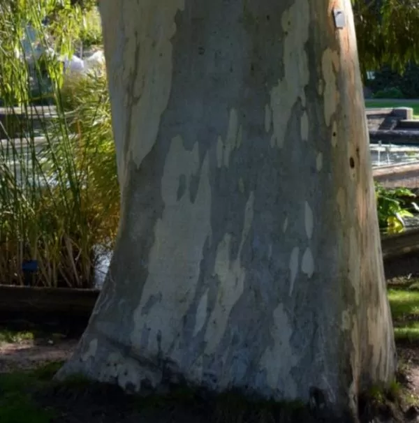 Eucalyptus aggregata - Eucalipto Goma Preta, Black Gum Eucalyptus - Image 6