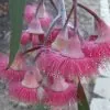Eucalyptus caesia Ssp. Magna - Eucalipto Princesa de Prata, Silver Princess