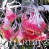 Eucalyptus caesia Ssp. Magna - Eucalipto Princesa de Prata, Silver Princess - Image 3
