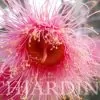 Eucalyptus caesia Ssp. Magna - Eucalipto Princesa de Prata, Silver Princess - Image 4