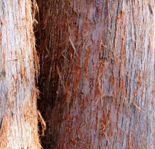 Eucalyptus delegatensis - Eucalipto Gigante, Eucalipto Carvalho da Tasmânia, Eucalipto Goma-Top Madeira Fo - Image 3
