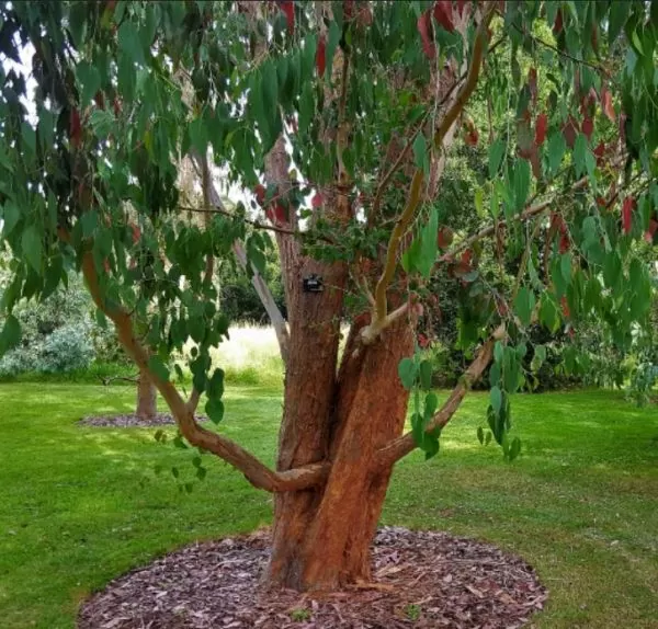 Eucalyptus delegatensis - Eucalipto Gigante, Eucalipto Carvalho da Tasmânia, Eucalipto Goma-Top Madeira Fo - Image 8