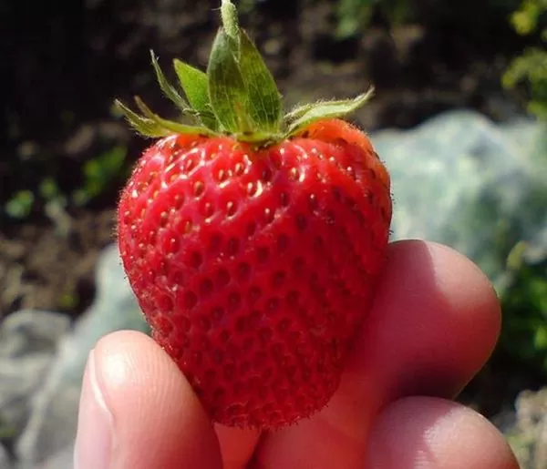 Fragaria vesca  Alexandra - Morango Alexandra - Image 3