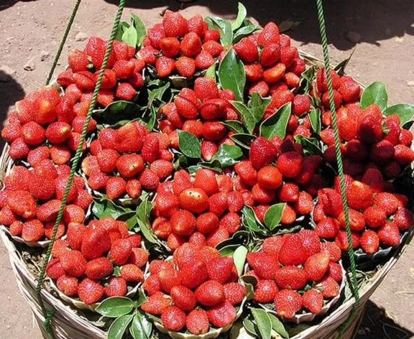 Fragaria vesca  Alexandra - Morango Alexandra - Image 5