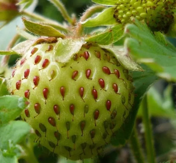 Fragaria vesca 'White Soul' - Morango Alma Branca, Morango Branco, Morango Abacaxi, Pineberry - Imagem 3