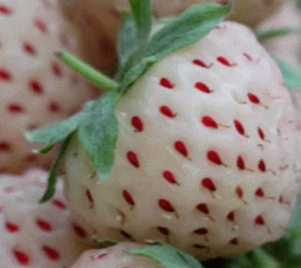 Fragaria vesca 'White Soul' - Morango Alma Branca, Morango Branco, Morango Abacaxi, Pineberry - Imagem 4