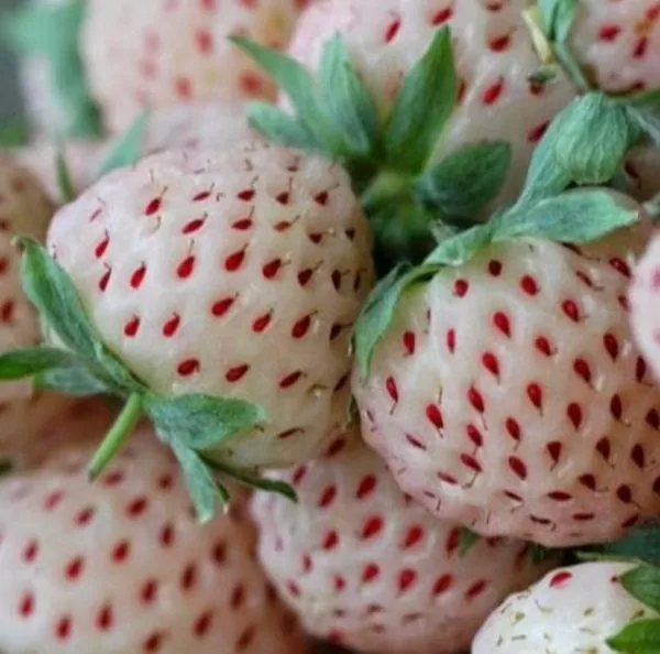 Fragaria vesca 'White Soul' - Morango Alma Branca, Morango Branco, Morango Abacaxi, Pineberry - Imagem 6