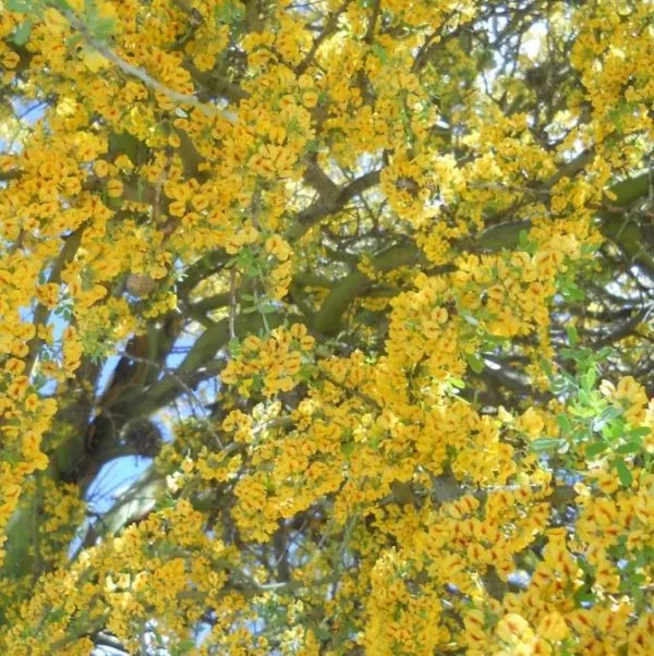 Geoffrroea decorticans - Madeira Verde do Chile, Chanal, Chanar, Chañar - Imagem 2