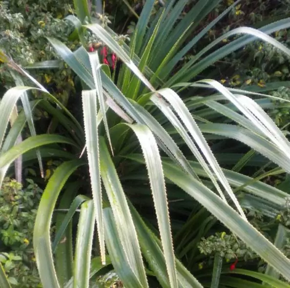 Greigia sphacelata - Bromélia Chupones, Chupón, Chupeta, Quiscal - Imagem 2