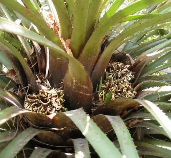 Greigia sphacelata - Bromélia Chupones, Chupón, Chupeta, Quiscal - Imagem 3