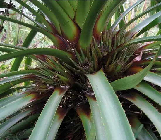 Greigia sphacelata - Bromélia Chupones, Chupón, Chupeta, Quiscal - Imagem 4