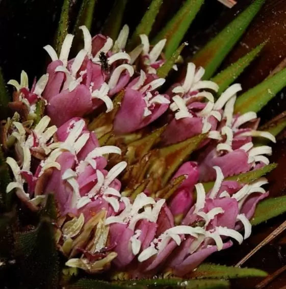 Greigia sphacelata - Bromélia Chupones, Chupón, Chupeta, Quiscal - Imagem 5