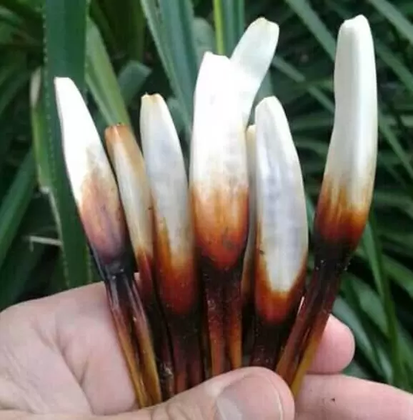 Greigia sphacelata - Bromélia Chupones, Chupón, Chupeta, Quiscal - Imagem 6