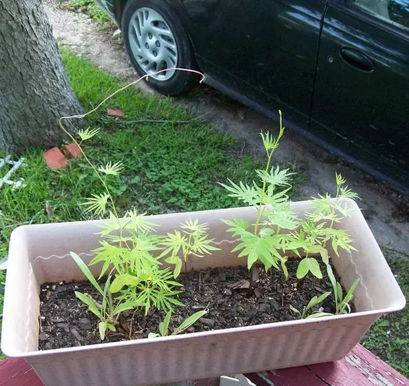 Ipomoea multifida (Ipomoea sloteri Multifida) - Trepadeira Glória da manhã Cardeal, Cardeal alpinista, Corda de viola Cardeal, C