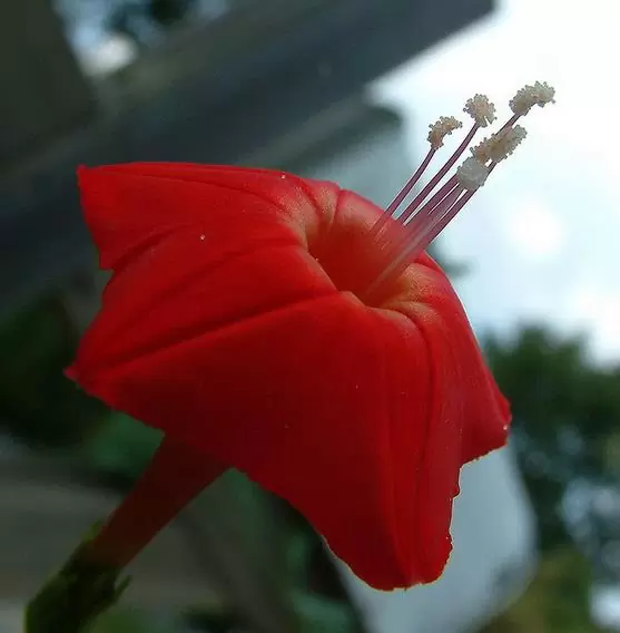 Ipomoea multifida (Ipomoea sloteri Multifida) - Trepadeira Glória da manhã Cardeal, Cardeal alpinista, Corda de viola Cardeal, C - Imagem 3