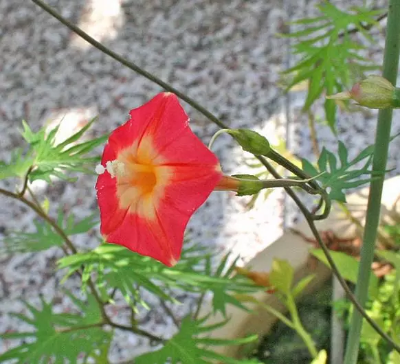 Ipomoea multifida (Ipomoea sloteri Multifida) - Trepadeira Glória da manhã Cardeal, Cardeal alpinista, Corda de viola Cardeal, C - Imagem 4